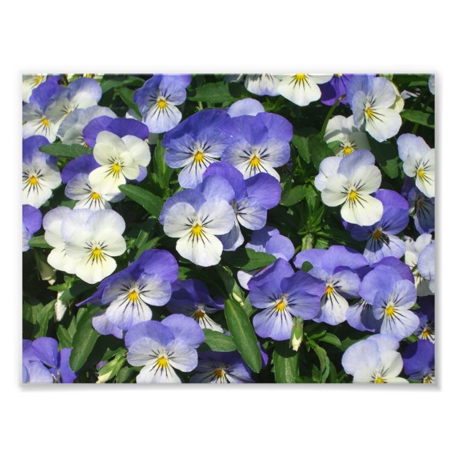 Purple Pansies Garden Floral Photo Print (Front)