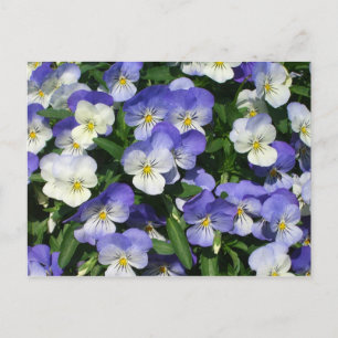 Purple Pansies Garden Floral Postcard