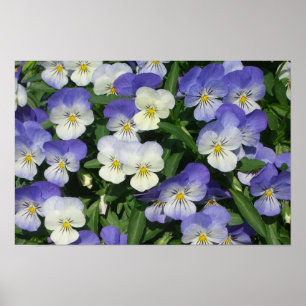 Purple Pansies Garden Floral Poster