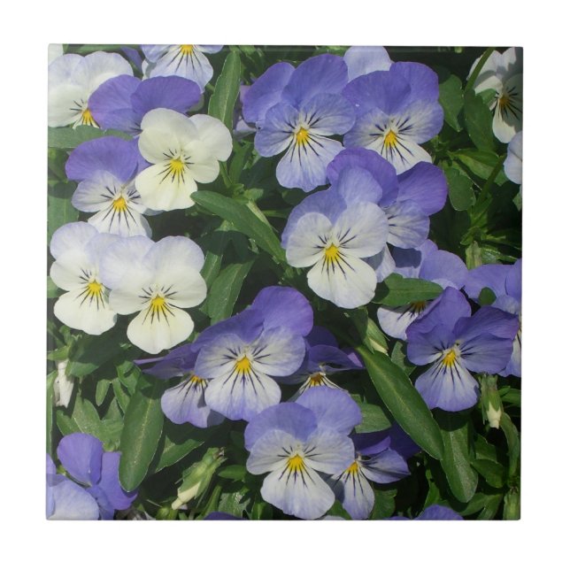 Purple Pansies Garden Floral Tile (Front)