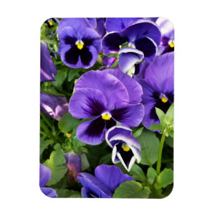 purple pansies magnet