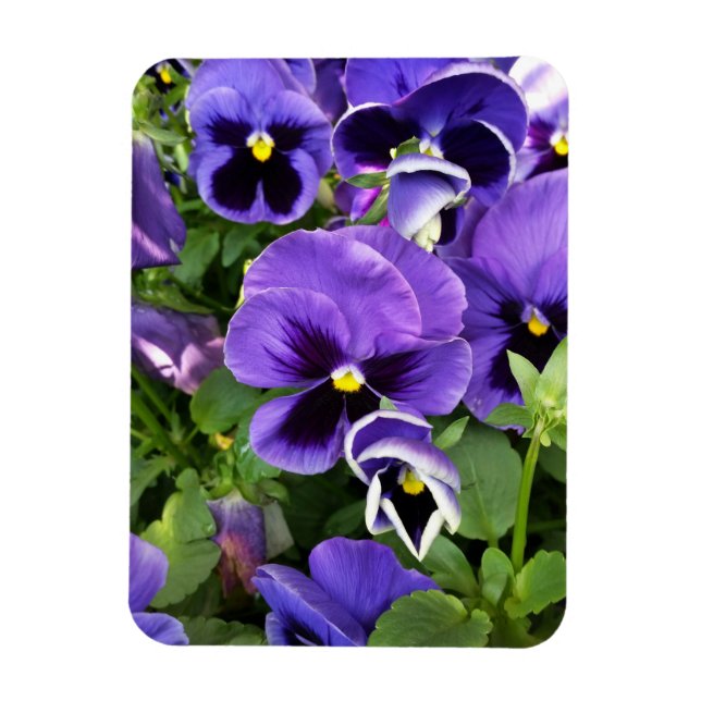 purple pansies magnet (Vertical)