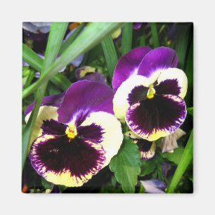 Purple pansies - Magnet