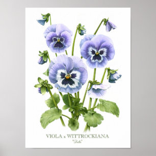 Purple Pansies  Original Art Print