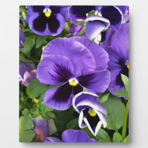 purple pansies plaque