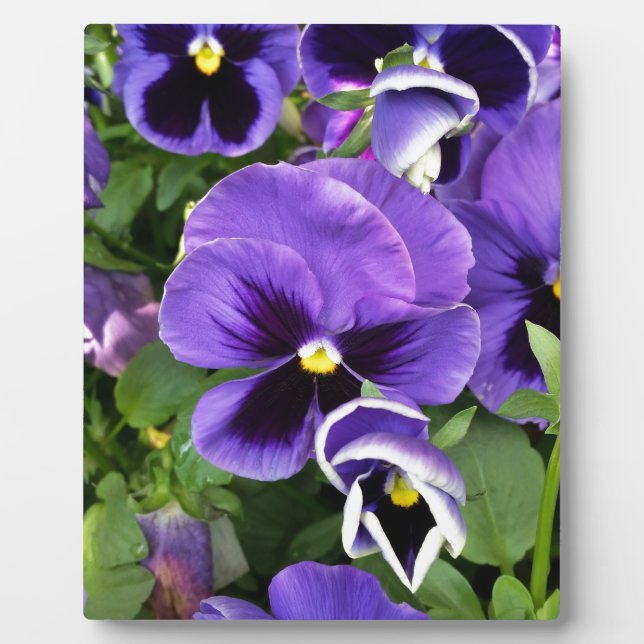 purple pansies plaque (Front)