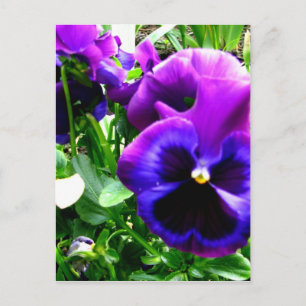 Purple Pansies Postcard