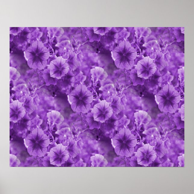 Purple Pansies... Poster (Front)