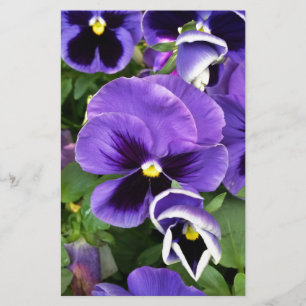 purple pansies stationery