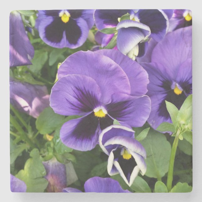 purple pansies stone coaster (Front)