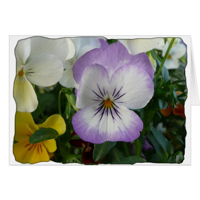 purple pansy (Front Horizontal)
