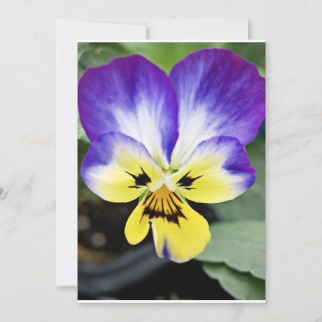 Purple Pansy (Front)