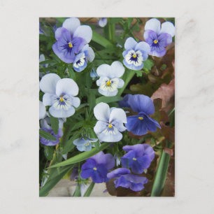 Purple Pansy Flower Postcard