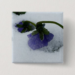 Purple pansy on the snow 15 cm square badge