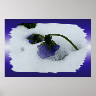 Purple pansy on the snow poster