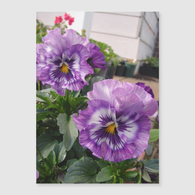 Purple Pansy Photo flowers floral Mangetic Card (Front)
