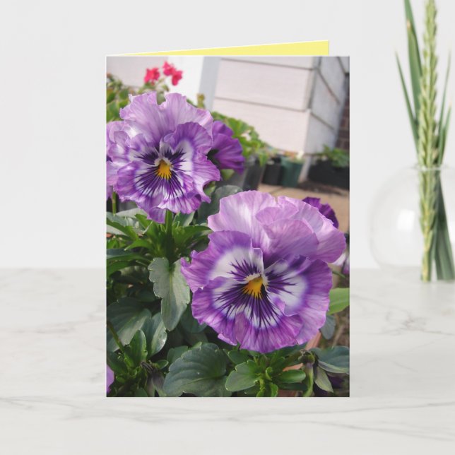 Purple Pansy Photograph flowers floral Card (Front)