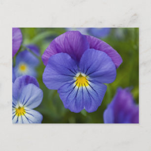 Purple Pansy Postcard
