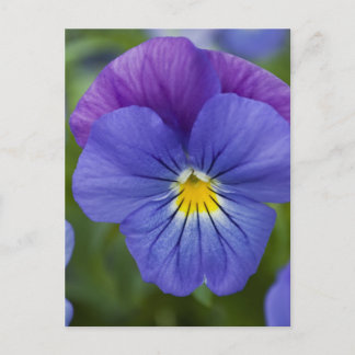 Purple Pansy Postcard