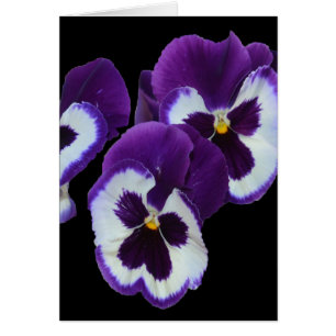 Purple Pansy Posy,