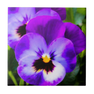 Purple Pansy Tile