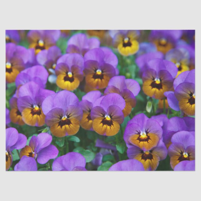 purple pansy tissue paper (Front)