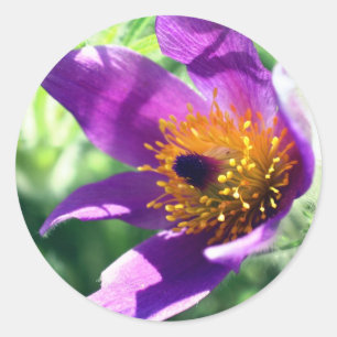 Purple Pasque Flower  Classic Round Sticker