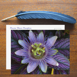 Purple Passiflora and Persian Shield Photographic Postcard