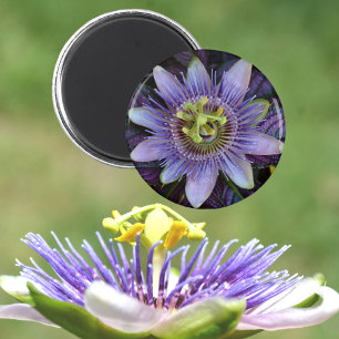 Purple Passiflora Passion Flower Magnet
