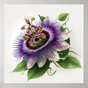 Purple Passion Flower Art Print Poster