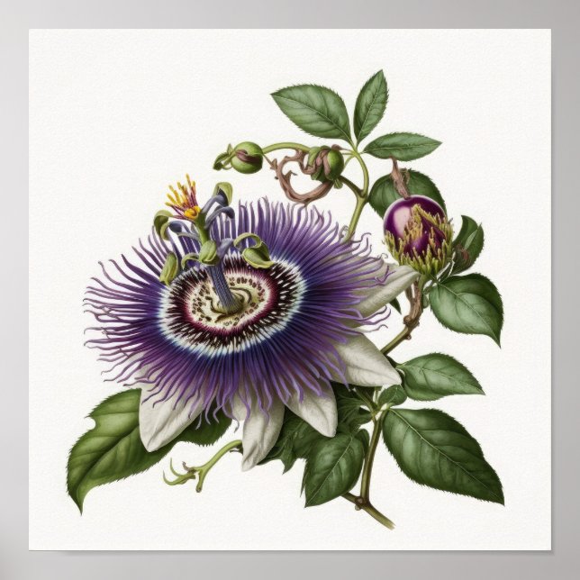 Purple Passion Flower Art Print Poster (Front)