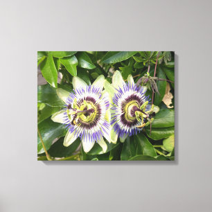 Purple Passion Flower Botanical Canvas Print