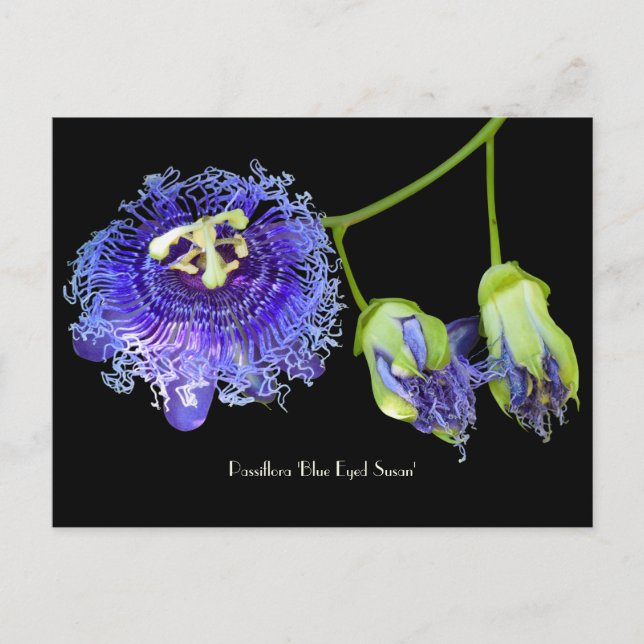 Purple Passion Flower Collectable Postcard (Front)