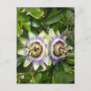 Purple Passion Flower Postcard