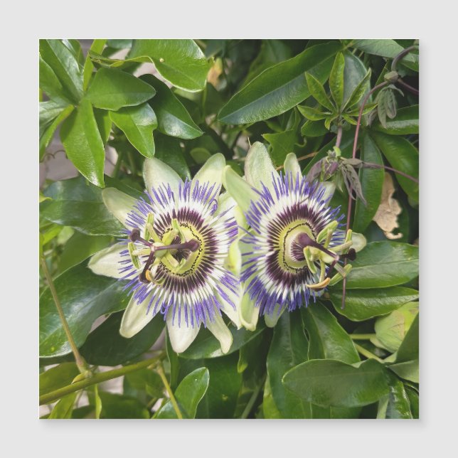 Purple Passion Flower Postcard (Front)