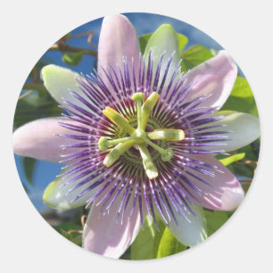 Purple Passion Flower Sticker