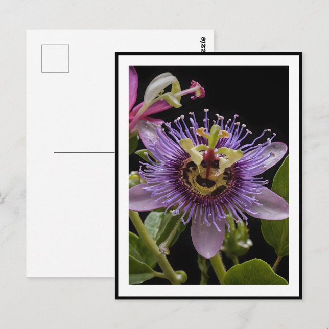 Purple Passion Fruit Flower, Postcard (Front/Back)
