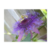 Purple Passion tropical flower blossom up close