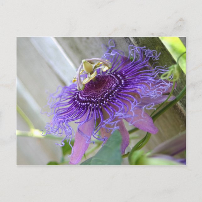 Purple Passion tropical flower blossom up close Postcard (Front)