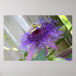 Purple Passion tropical flower blossom up close Poster
