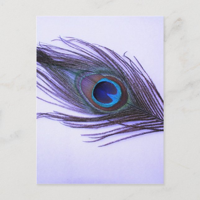 Purple Peacock Feather Postcard (Front)