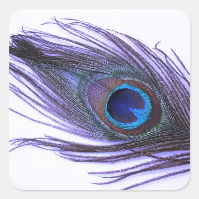 Purple Peacock Feather Square Sticker (Front)