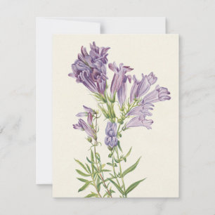 Purple Pentstemon by Mary Vaux Walcott Card