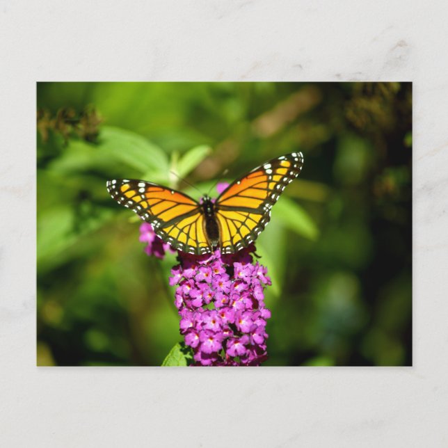 Purple Perch ( Viceroy Butterfly) Postcard (Front)