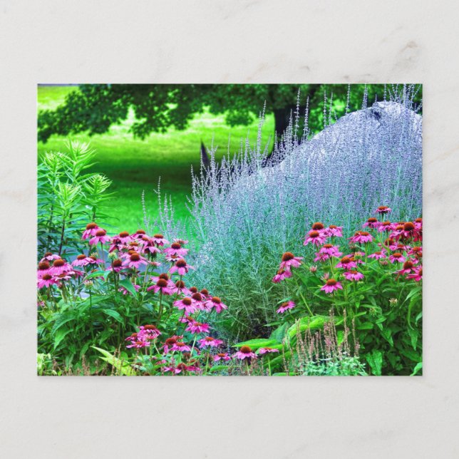 Purple Perovskia and Echinacea Postcard (Front)