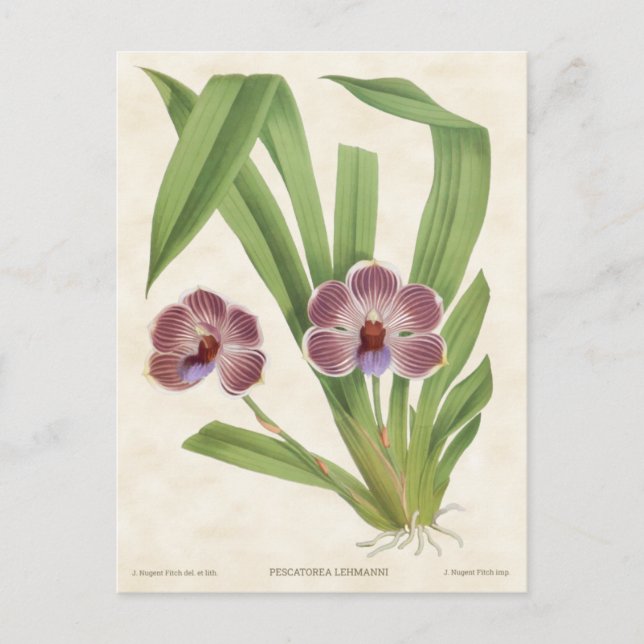 Purple Pescatorea Orchid Vintage Botanical Postcard (Front)