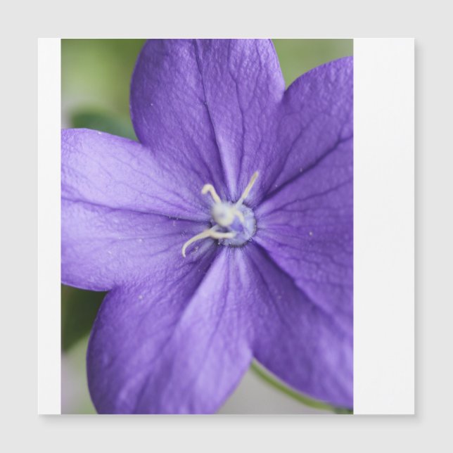 “Purple Petal Puzzle – Serenity in Every Piece” (Front)