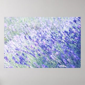 PURPLE PETALED FLOWERS POSTER