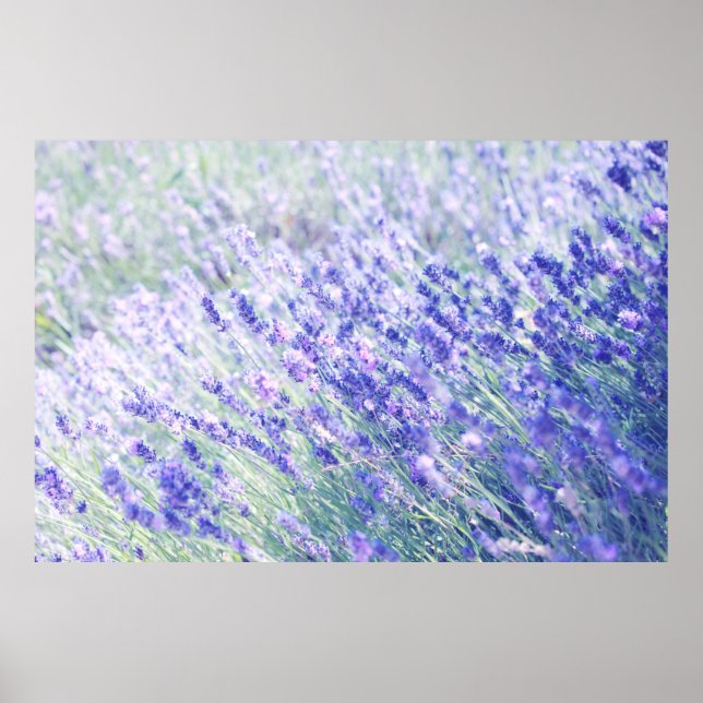 PURPLE PETALED FLOWERS POSTER (Front)