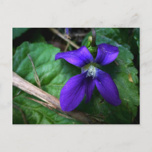 Purple Petals Postcard